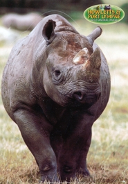 Howletts & Port Lympne Wild Animal Parks