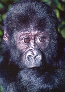 Howletts & Port Lympne Wild Animal Parks