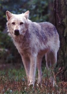 Howletts & Port Lympne Wild Animal Parks