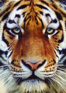 Howletts & Port Lympne Wild Animal Parks