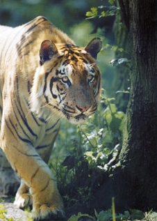 Howletts & Port Lympne Wild Animal Parks